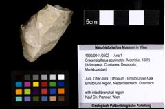 Foto (Objekt + Etiketten) von Cracensigillatus acutirostris (Moericke, 1889) 